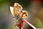 farfallina farfallina