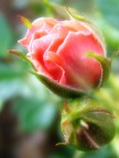 ...una rosa per la mia dolce met�...