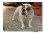 Vi presento ETTORE Vi presento ETTORE