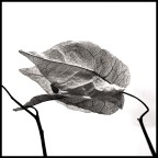 Ogni commento � il benvenuto