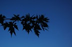 Silhouette Silhouette