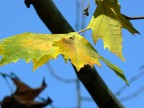 foglie d'autunno 2 foglie d'autunno 2