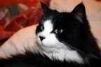 puffetta puffetta