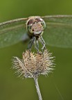 ritratto di libellula ritratto di libellula