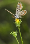 danzando sul fiore
