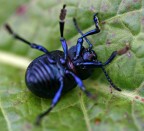 patapum.. patapum..