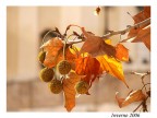 Colori d'inverno Colori d'inverno