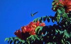 guatemala colibrì del lago atitlan guatemala colibrì del lago atitlan