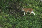 lince lince