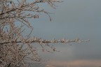 ramo innevato ramo innevato