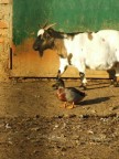 uno uno