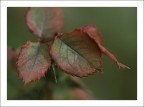 Autunno