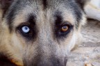 Eyes 1 Eyes 1