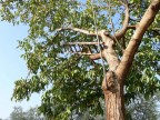 Scala sull'albero