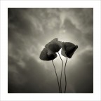 Papaveri, Studio 1, Calcinaia, 2006.