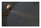 La luna tra le foglie La luna tra le foglie