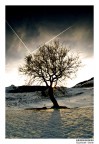Sunset tree Sunset tree
