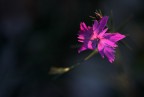 nella luce nella luce