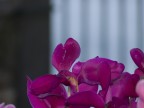 fiori fiori