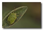 eleganza verde