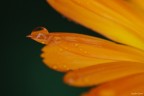 Orange drop Orange drop
