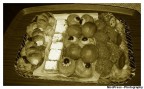 Antichi sapori senza etā! Antichi sapori senza etā!
