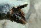 Ape assetata (a LucianoLibe) Ape assetata (a LucianoLibe)