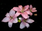 Lilium Lilium