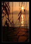 tra le foglie... tra le foglie...