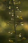 nuova luce nuova luce