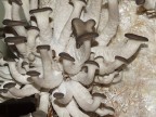 Funghi coltivati Funghi coltivati