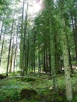bosco bosco
