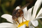 Tachina fera
