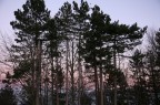 Alberi... Alberi...