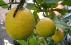 limoni d'inverno