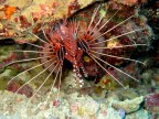 pesce scorpione pesce scorpione