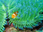 nemo 2 nemo 2