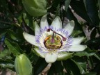 Fiore sconosciuto Fiore sconosciuto