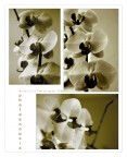 phalaenopsis