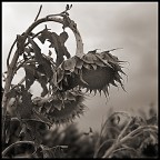 ogni commento � il benvenuto