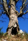 albero mostro albero mostro