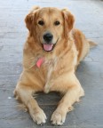 golden retriver golden retriver