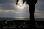 palma palma