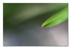 L'idea di una foglia L'idea di una foglia