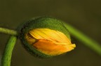 omaggio al mio fiore preferito! omaggio al mio fiore preferito!