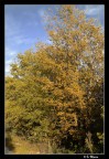 Autumn leaves Autumn leaves
