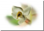 Orchidea Orchidea