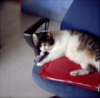 Chiunque sia indifferente alla bellezza, all'eleganza, all'intelligenza, all'affetto di cui � capace un gatto, � povero come chi, passeggiando d'estate per una strada di campagna � cieco ai fiori e sordo al canto degli uccelli e al ronzio degli insetti.
(E. Hamilton)