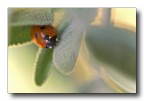 l'inverno di una coccinella l'inverno di una coccinella