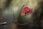 la foglia rossa la foglia rossa